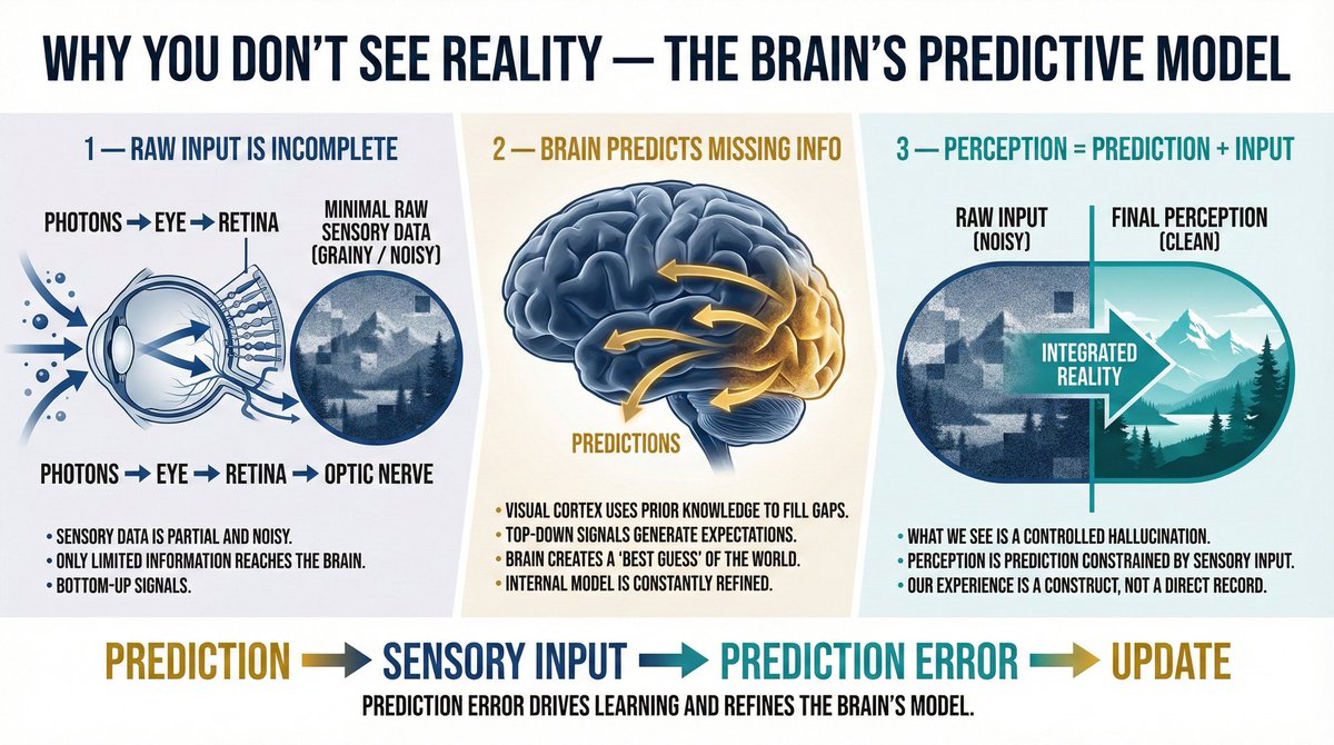 Rock4754's tweet image. You don’t see reality. You see a model your brain constantly predicts and corrects. This infographic breaks down how perception is constructed inside the mind👁️‍🗨️..

Made with @NanoBanana ...