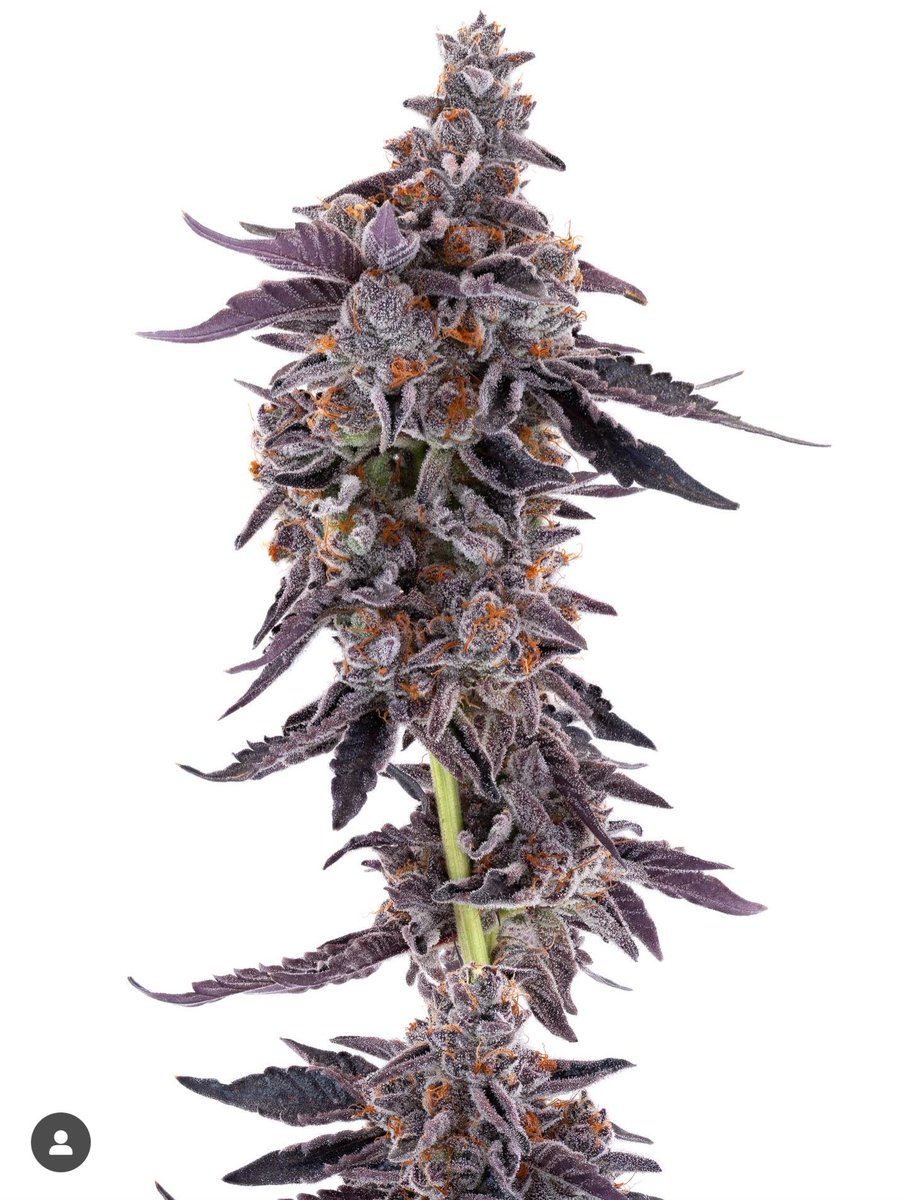 Moon Made Farms tweet media