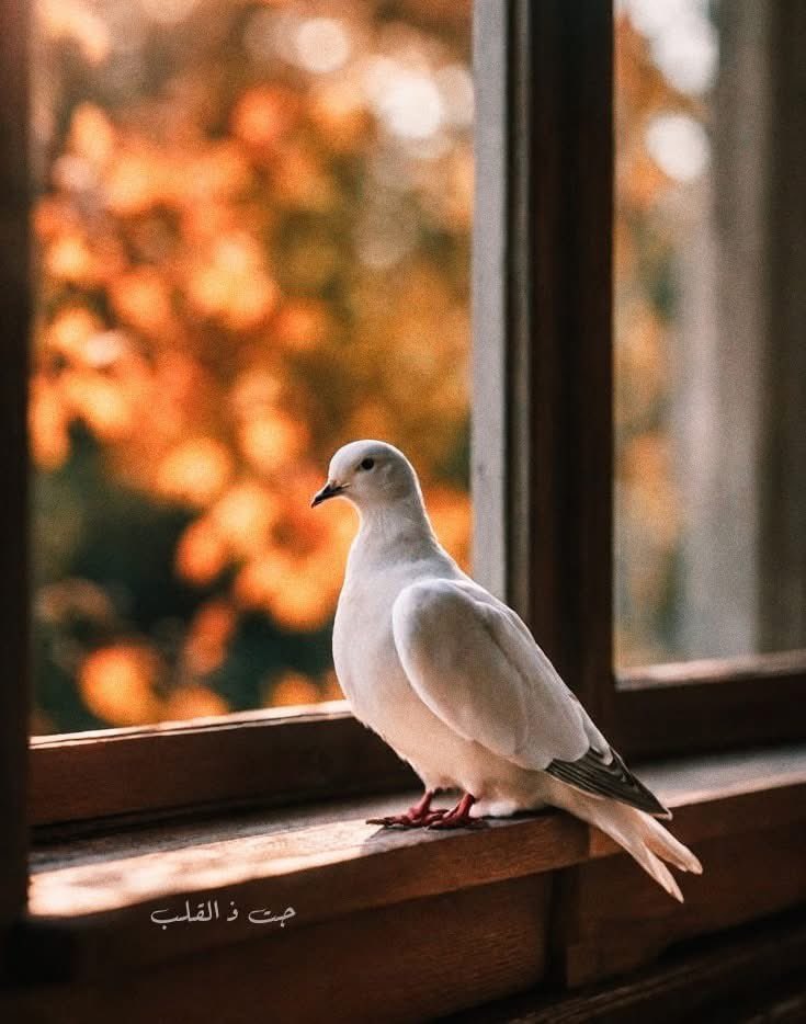 لاتعالج الناس ، ليس دورك؛ 
دورك أن تكون سليمًا بما يكفي لتختار من يشبهك في السلام 🤍🕊
🦋#selrame🦋