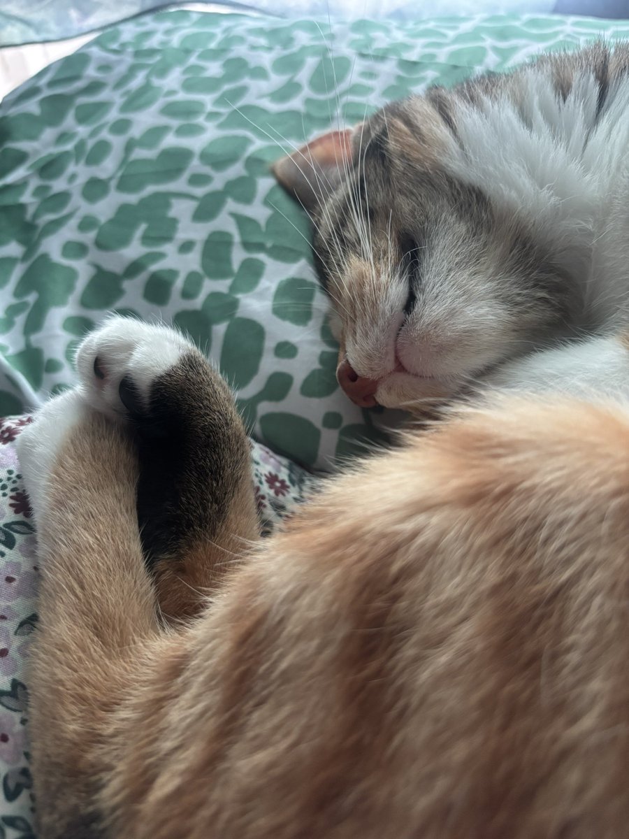 gasketcat's tweet image. can i interest you in: