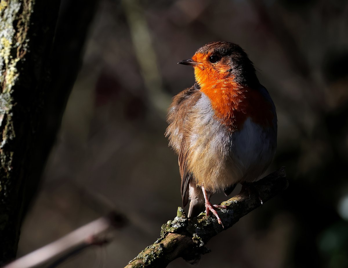 European Robin #wildlife #naturephotography #nature #photography #birds #naturelovers #birdsofinstagram #birdphotography #animals #travel #birdwatching #Robin