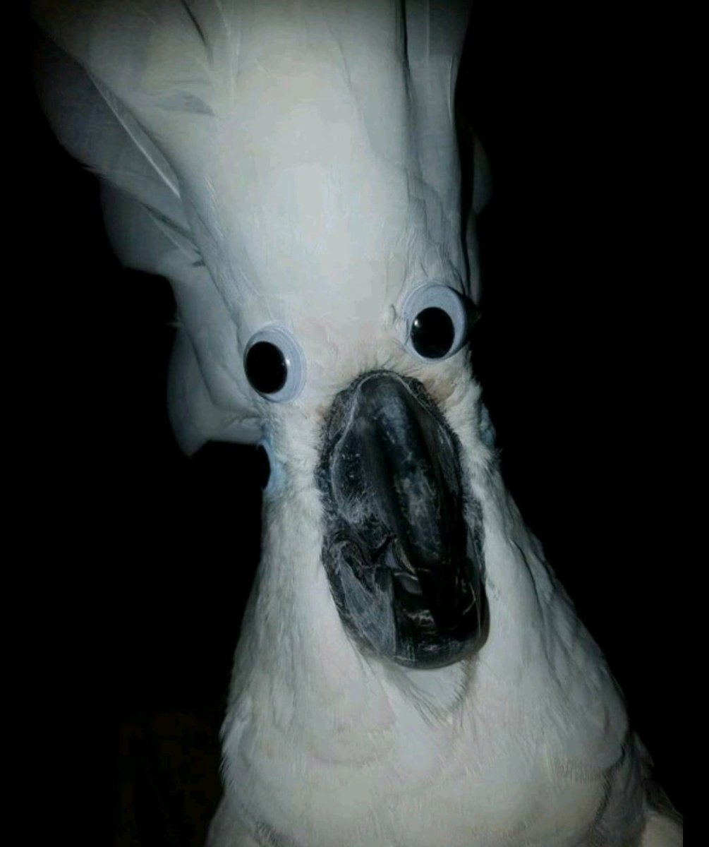 0bookz4u's tweet image. Ouugogoogoogogogogoggooguogugougogugugougu