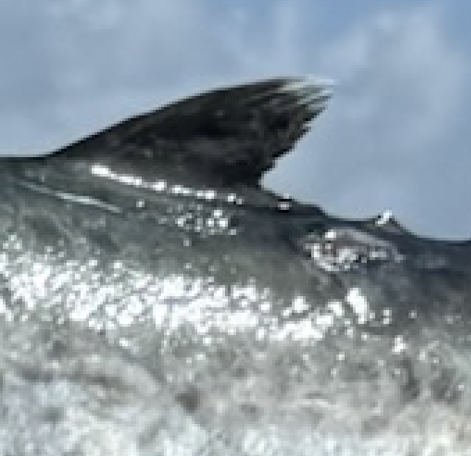 TXInsiderFishReport tweet media