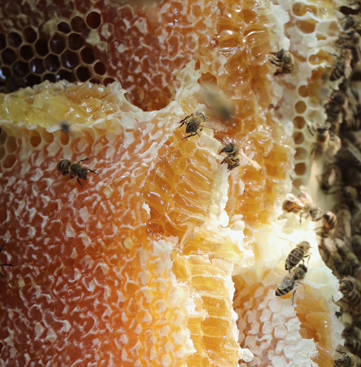 في صباح اليوم الباكر بمزرعتنا، جمعنا العسل مباشرة من خلاياه، نقي وصافي، صُنع بعناية خالصة على أيدي نحلاتنا. حصاد ممتلئ بصبر الطبيعة وروح هدوء المزرعة.