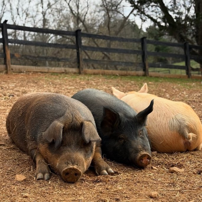📅 26th November 2025
🏷️ Instagram/rosiesfarmsanctuary
💕 #animaloftheday