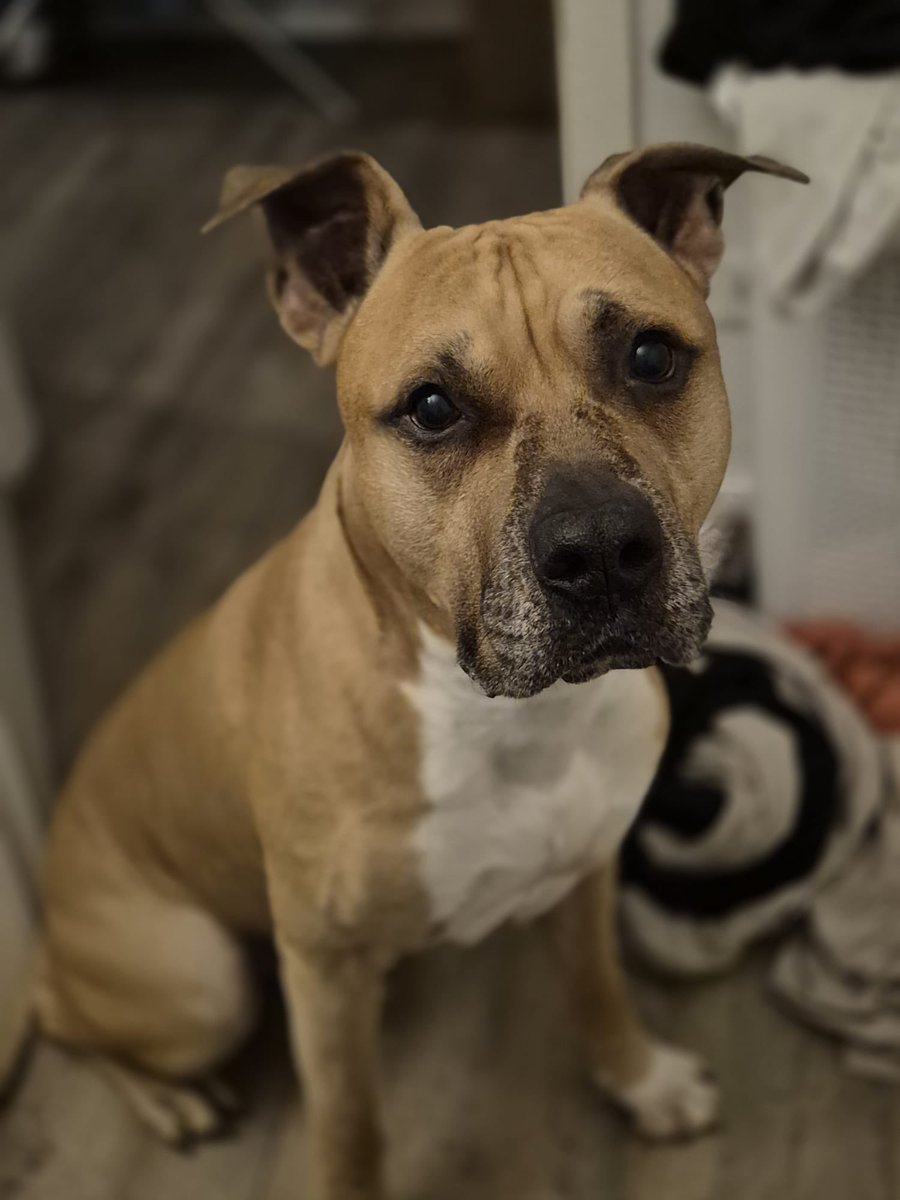 johny_uol's tweet photo. @UnicornsOfLove Name: Tyga

House: Hufflepuff

Personality: Mama‘s boy

Loves: Balls/toys, food, cuddles

Hates: Water/Showers, cut nails https://t.co/rHECzmfZJS