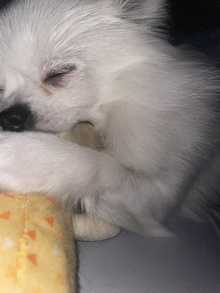 ㅜㅜ숭이 침대에 인형갖고 올라가고싶은데 인형이 넘 커서 머뭇거리고 잇길래 언니가 들어줄까~? 했더니 바로 인형 나한테 주고 계단올라감
지금 제 배위에서 이러고잇더요