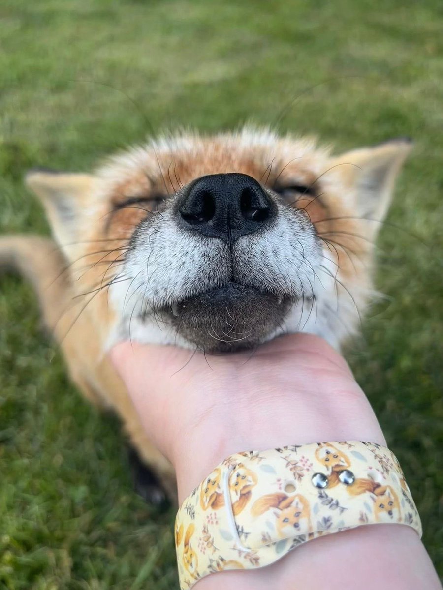 foxdesumi's tweet image. #ode #foxde