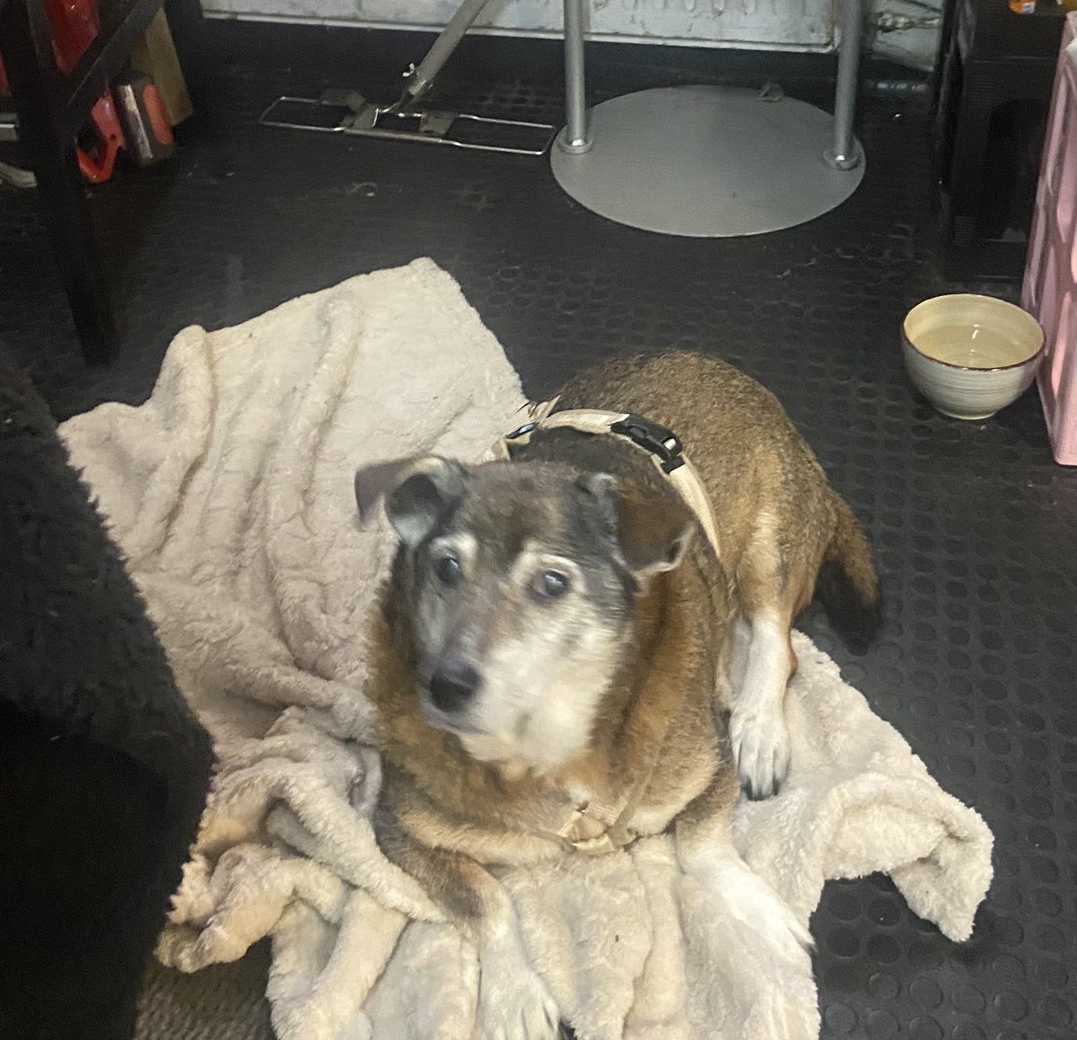 SenfhundSpocki's tweet photo. Freunde,kennt ihr schon #HobbyDogging ? Hab Frauchen gefragt ob wir das bei Starkregen auch machen können? 🤭 #twitterrudel https://t.co/CWDO5PJpo8