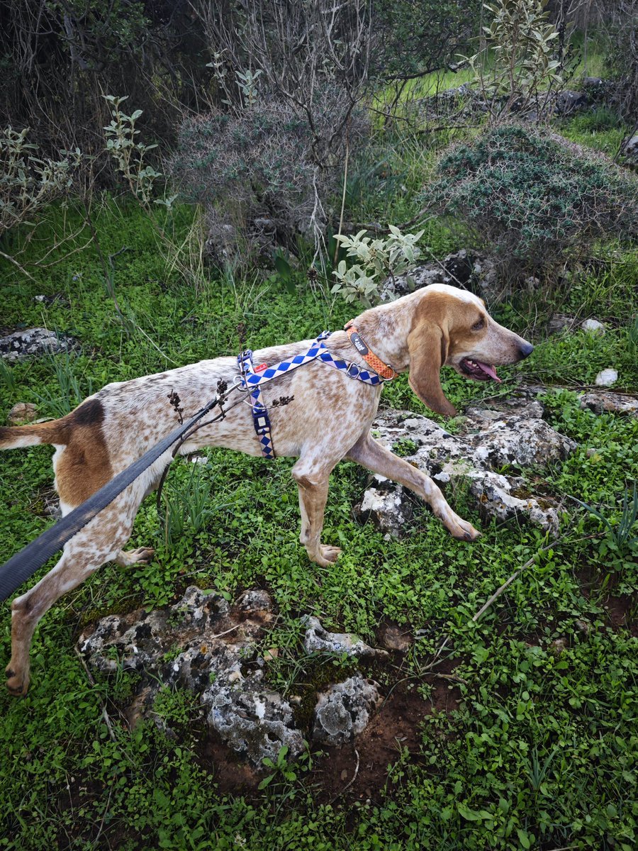 elinampounia's tweet image. Βόλτα πήγαμε,αγκαλιές κάναμε κ για ακόμη μία φορά διαπίστωσα πόσο υπέροχο σκυλί είναι! Ο Φρίξος σώθηκε από βέβαιο θάνατο (οσχεοκηλη). Βρέθηκε στην Κορινθία, πήγε με πετ ταξι για χειρουργείο κ νοσηλεία στην Πάτρα κ ήρθε στην Αθήνα για να βρει οικογένεια. Του αξίζει η καλύτερη ❤️