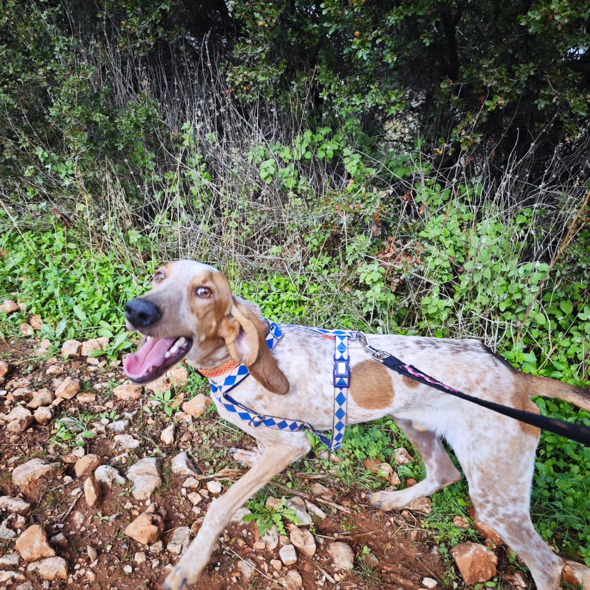 elinampounia's tweet image. Βόλτα πήγαμε,αγκαλιές κάναμε κ για ακόμη μία φορά διαπίστωσα πόσο υπέροχο σκυλί είναι! Ο Φρίξος σώθηκε από βέβαιο θάνατο (οσχεοκηλη). Βρέθηκε στην Κορινθία, πήγε με πετ ταξι για χειρουργείο κ νοσηλεία στην Πάτρα κ ήρθε στην Αθήνα για να βρει οικογένεια. Του αξίζει η καλύτερη ❤️