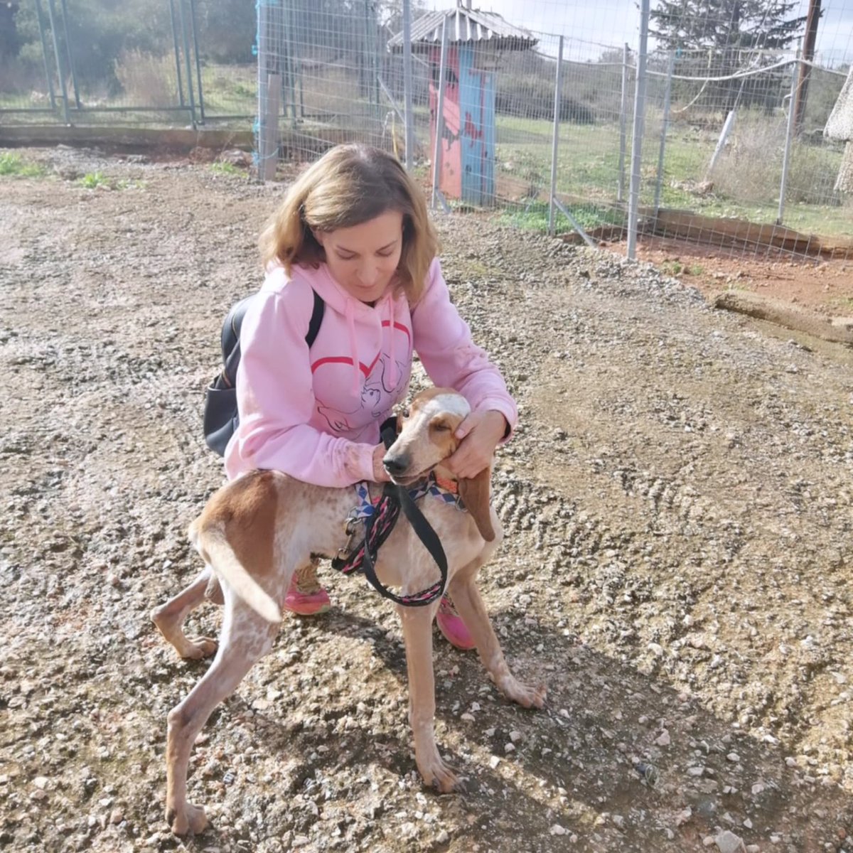 elinampounia's tweet image. Βόλτα πήγαμε,αγκαλιές κάναμε κ για ακόμη μία φορά διαπίστωσα πόσο υπέροχο σκυλί είναι! Ο Φρίξος σώθηκε από βέβαιο θάνατο (οσχεοκηλη). Βρέθηκε στην Κορινθία, πήγε με πετ ταξι για χειρουργείο κ νοσηλεία στην Πάτρα κ ήρθε στην Αθήνα για να βρει οικογένεια. Του αξίζει η καλύτερη ❤️