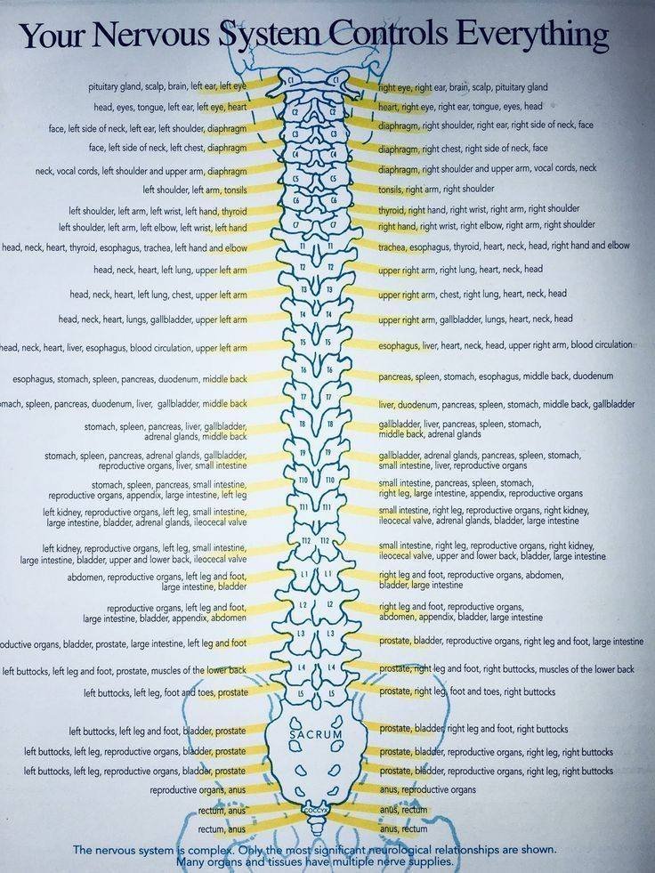 drwilliamwallac's tweet image. Your spine isn’t just a backbone, it’s your body’s &quot;wiring harness.&quot;

Your spine isn’t just a stack of bones.
It’s the main cable connecting your brain to every organ, muscle, and sensation in your body.

Each level of your spine sends out branches (spinal nerves) that control…
