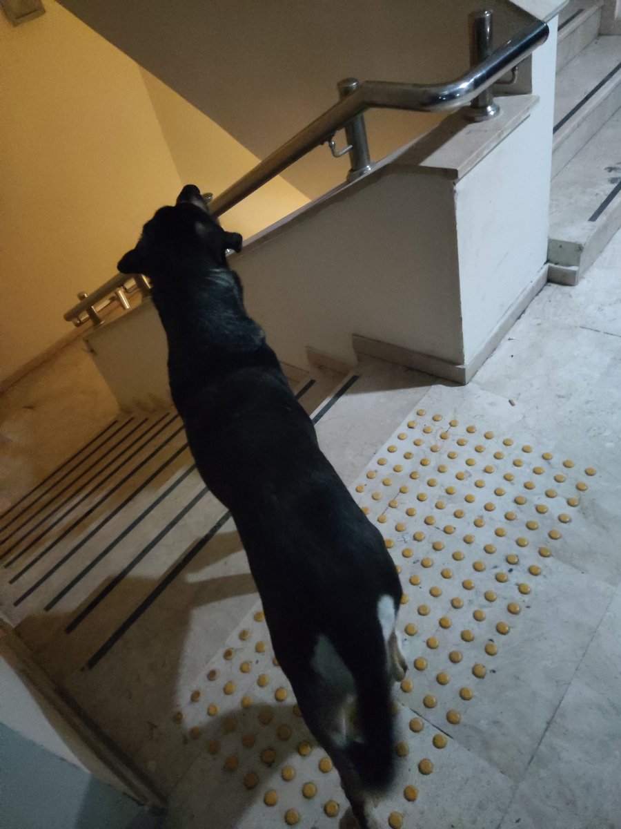 Yurtta 5 yıldır beslediğim DANAM