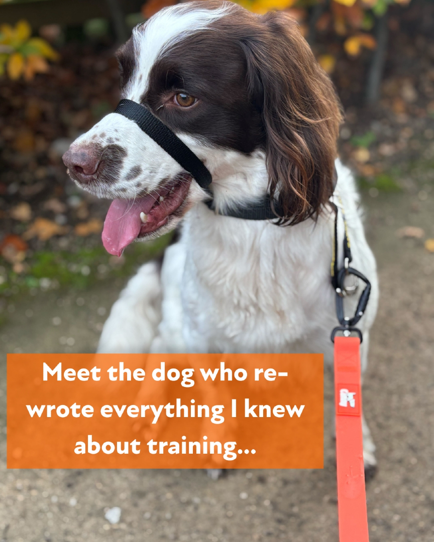 CannyCompany's tweet image. Finn isn’t “naughty” - he’s a working dog to his core. Smart, intense, bird-obsessed and once capable of pulling me into the next postcode. He’s humbled us, and proved the right tools and approach matter. Full story on our Facebook. #dogtraining #cannycollar #workingdog