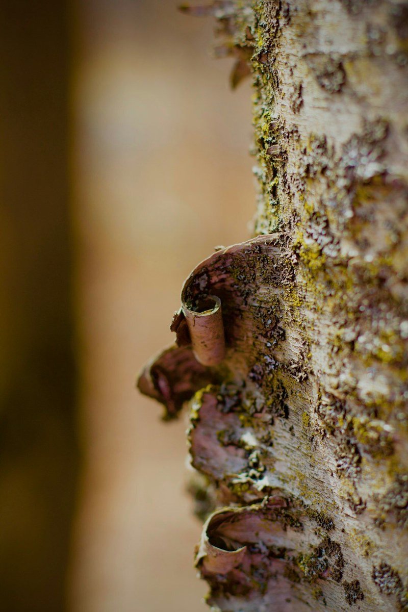 Split Lip Magazine tweet media