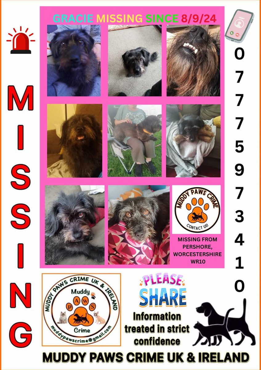 MissingPetsGB's tweet photo. If you do one thing tonight- please please look at Gracie's poster
Please contact asap if you think you've seen her
Poor Gracie is still out there somewhere but where?
Last seen 8 September 2024 in #pershore #wr10 
#BringGracieHome #stolendoghour https://t.co/U8FGkukIZr