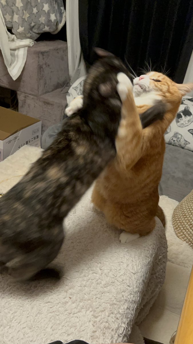 うちもwこれがこう🐈🐈‍⬛ (茶トラ♂8歳vsサビ︎︎♀6ヶ月)
