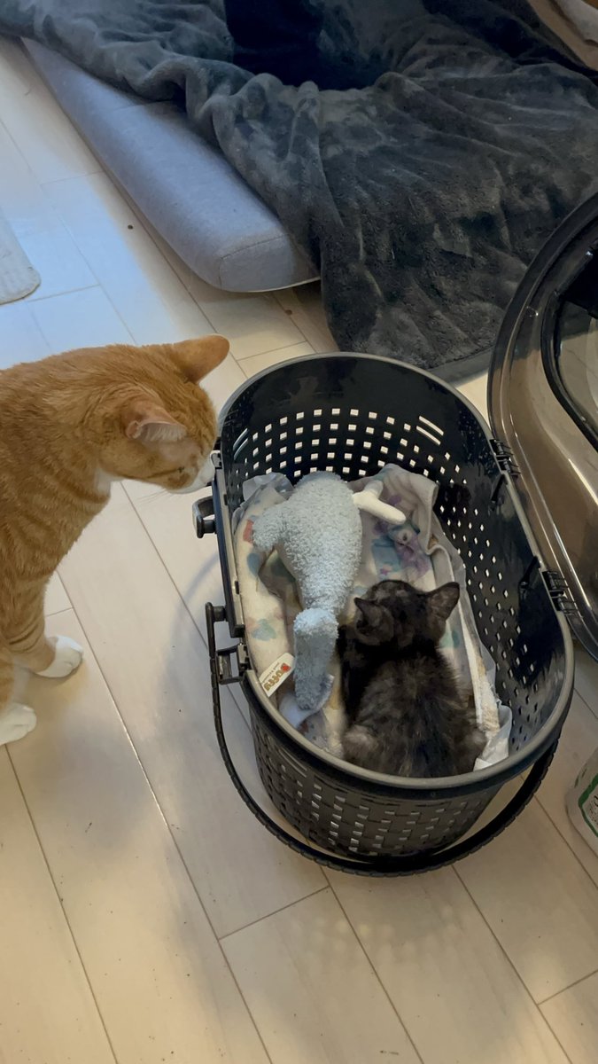 うちもwこれがこう🐈🐈‍⬛ (茶トラ♂8歳vsサビ︎︎♀6ヶ月)