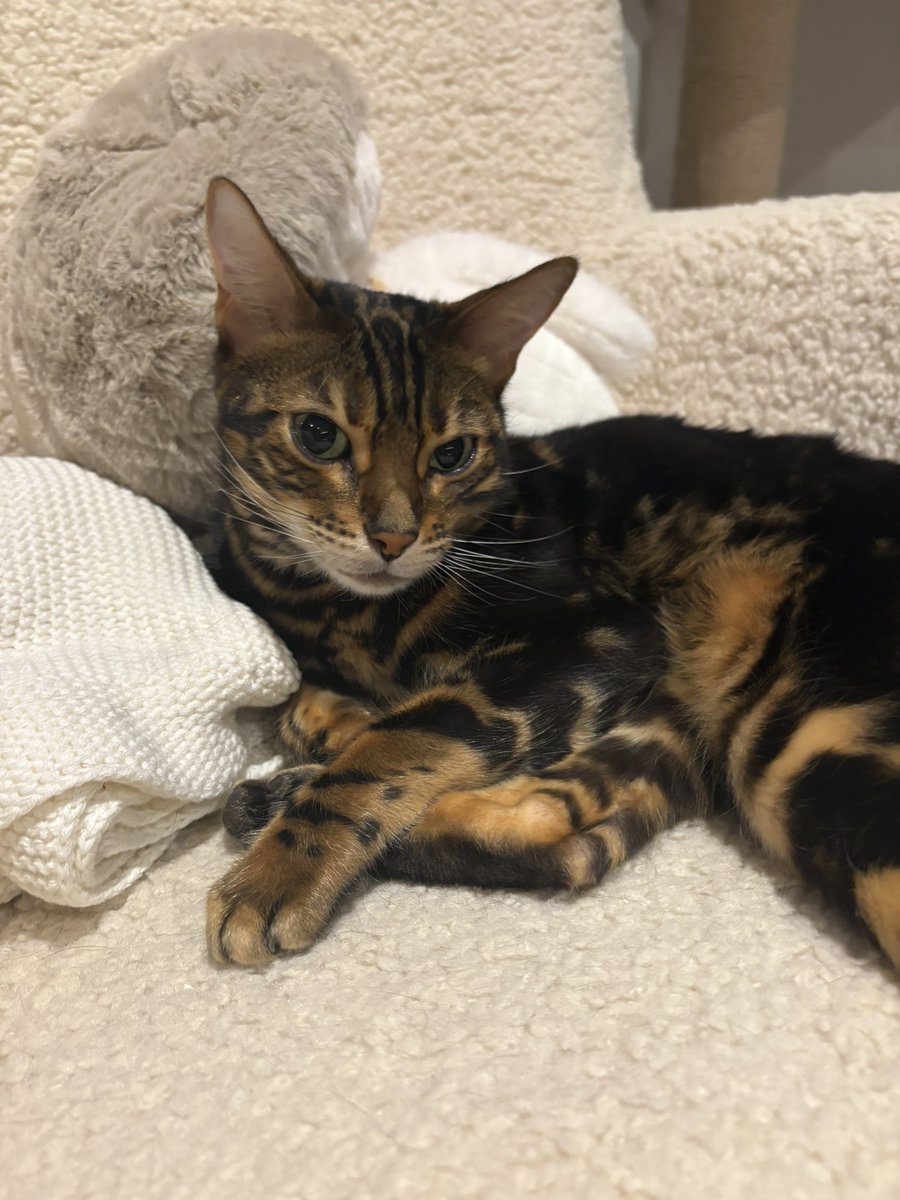 Franciska 🐅 tweet media