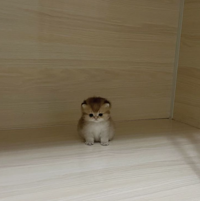 GG
dzień dobry x''3