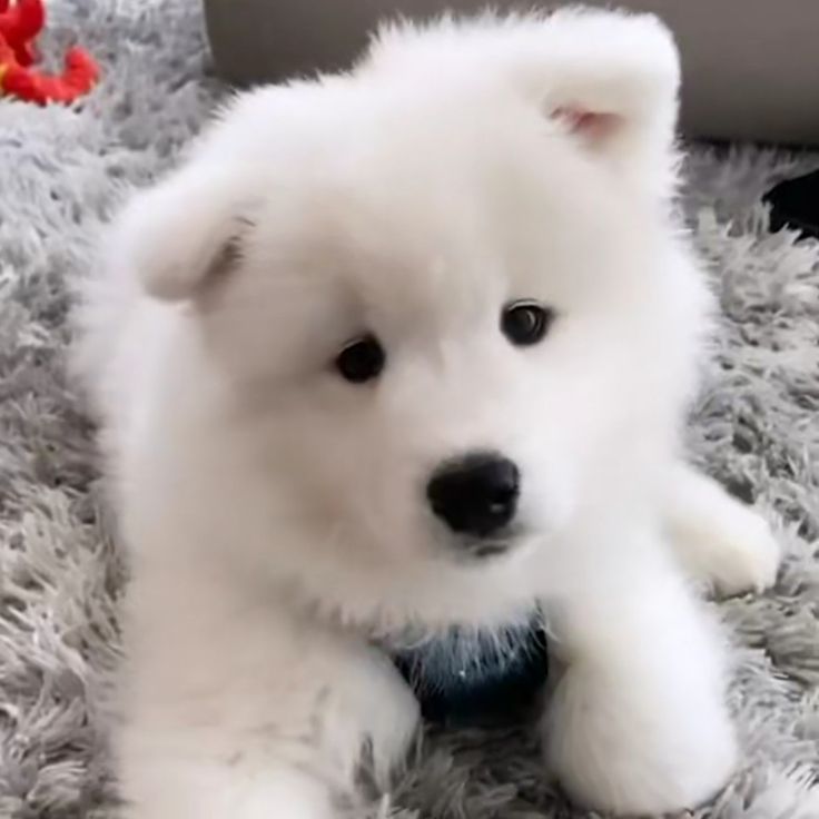 cutiespuppies's tweet image. 