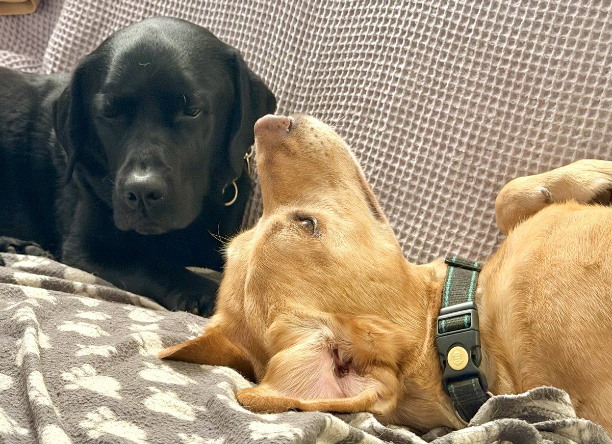 LogieTheDogie tweet media