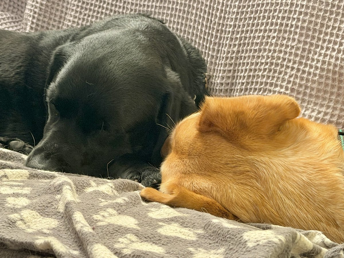 LogieTheDogie tweet media