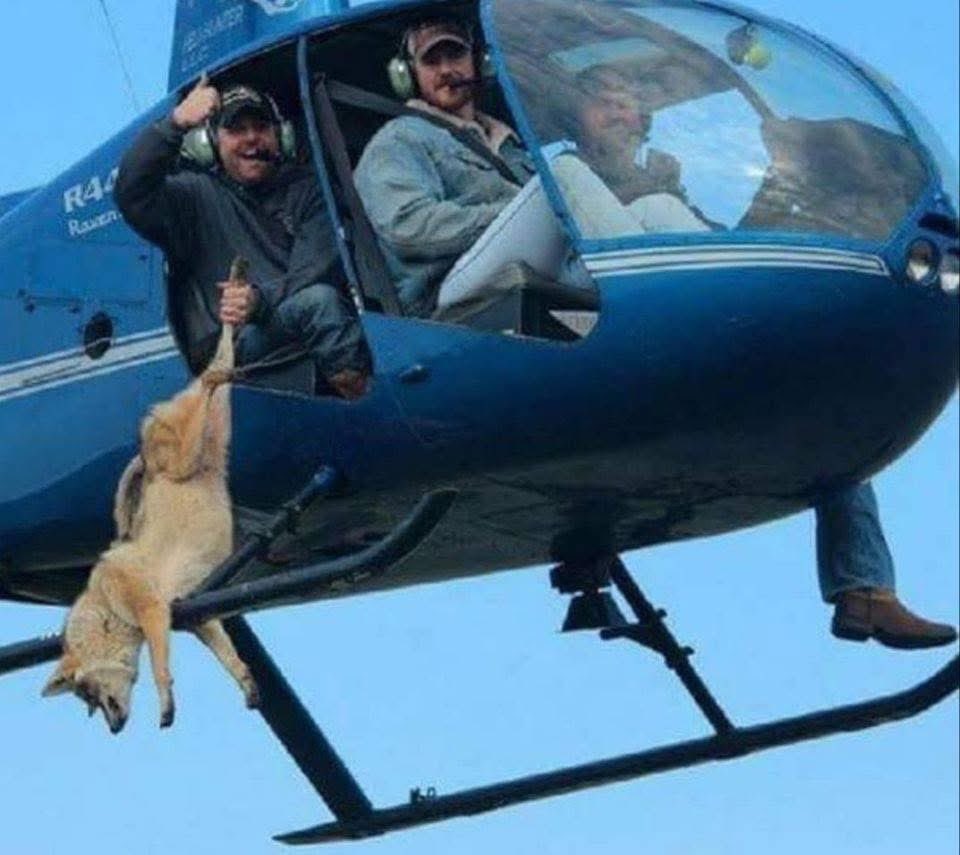 Wildlife Services Federal animal killers do what they do best
KILL animals for the livestock industry 

USDA Wildlife Services never seems to get their budget cut 
Why?
The rancher barons need that taxpayer funded predator control