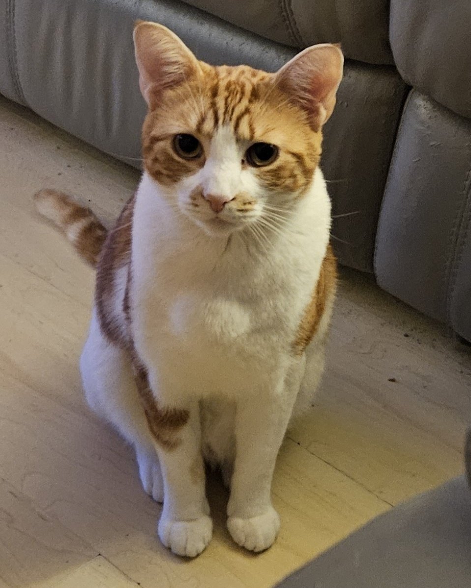 LilyRusty1's tweet image. 🐈♥️😸 Goodnight to all my fur friends sweet dreams 💤 love from Rusty 😸♥️🐈

#CatsOfTwitter #CatsOnTwitter #Cat #cats