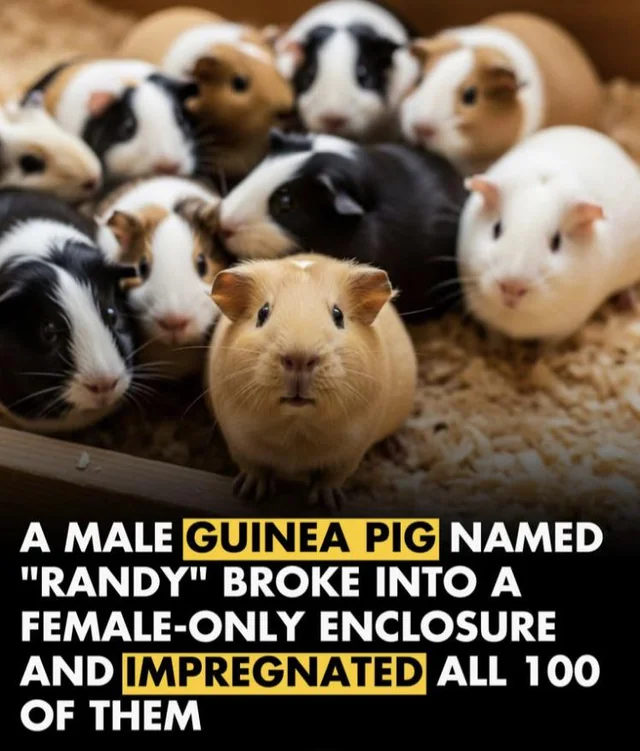 crypto mullet (@zwitscha1) on Twitter photo 