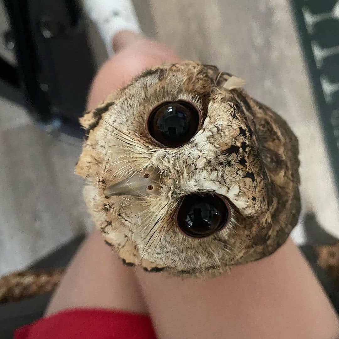 OwlEveryDay's tweet image. 