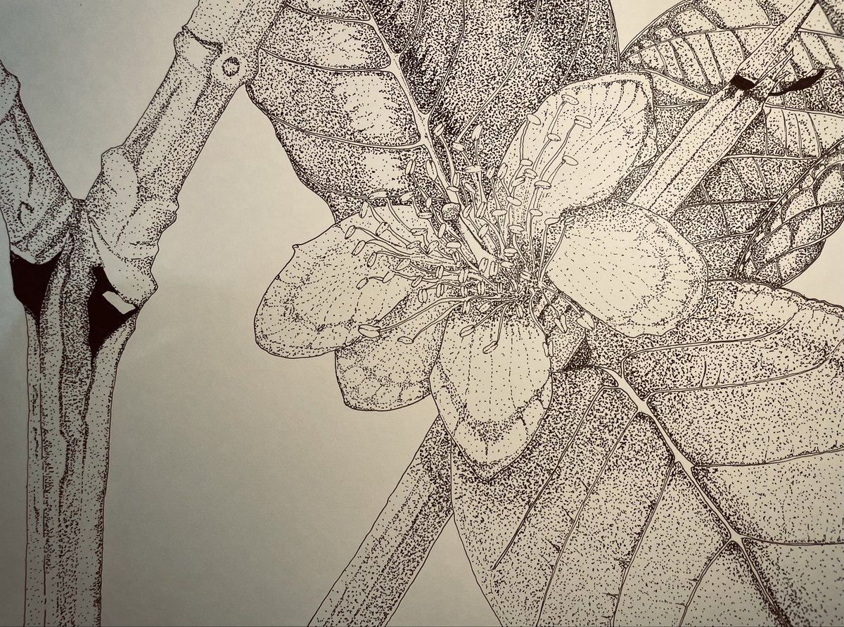 ﾎﾞﾀﾆｶﾙｱｰﾄ