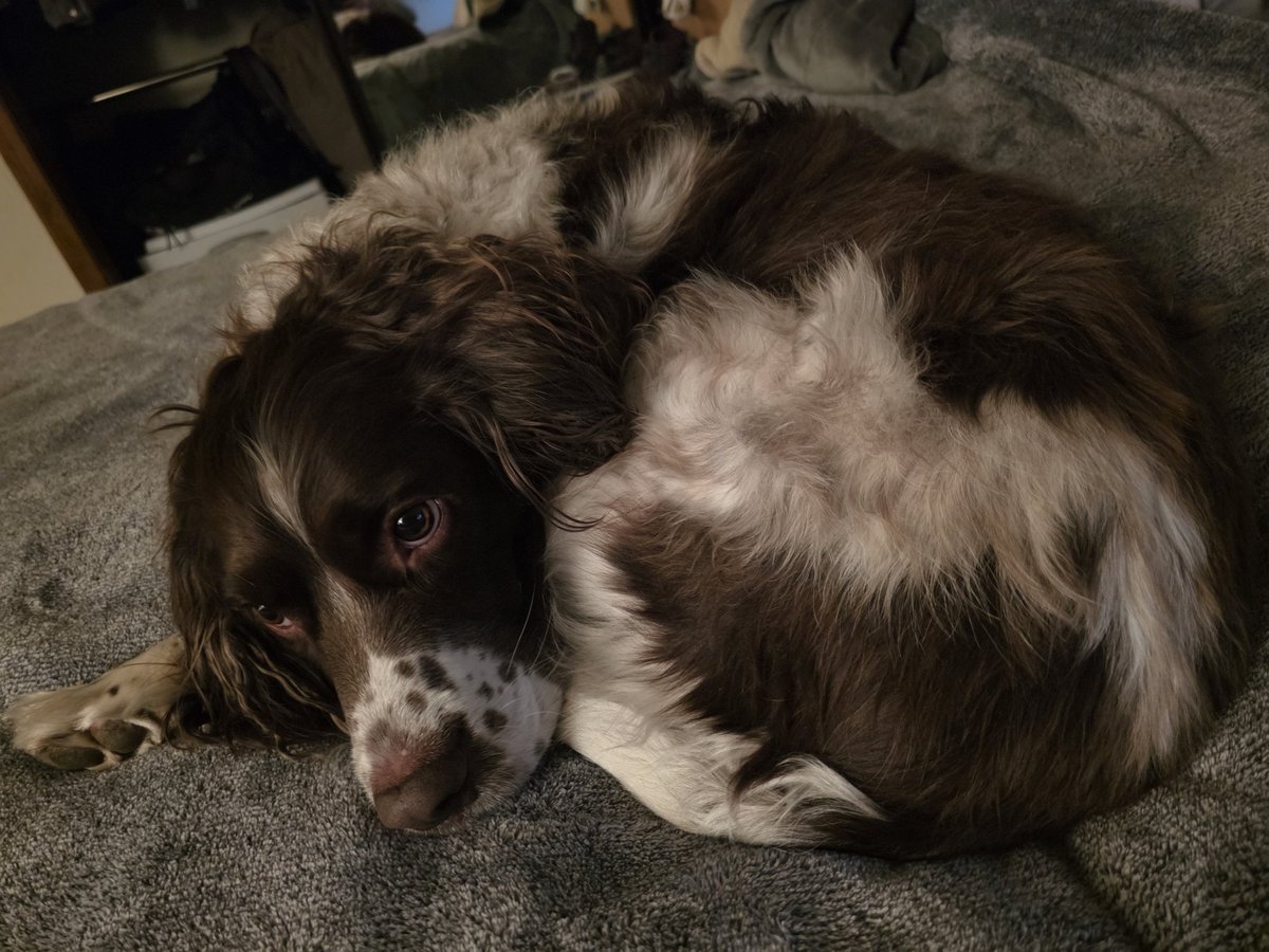 Richy92d's tweet photo. @MakoSussyshima Here's my dog Flint curled up this morn https://t.co/bX4AmZojuu