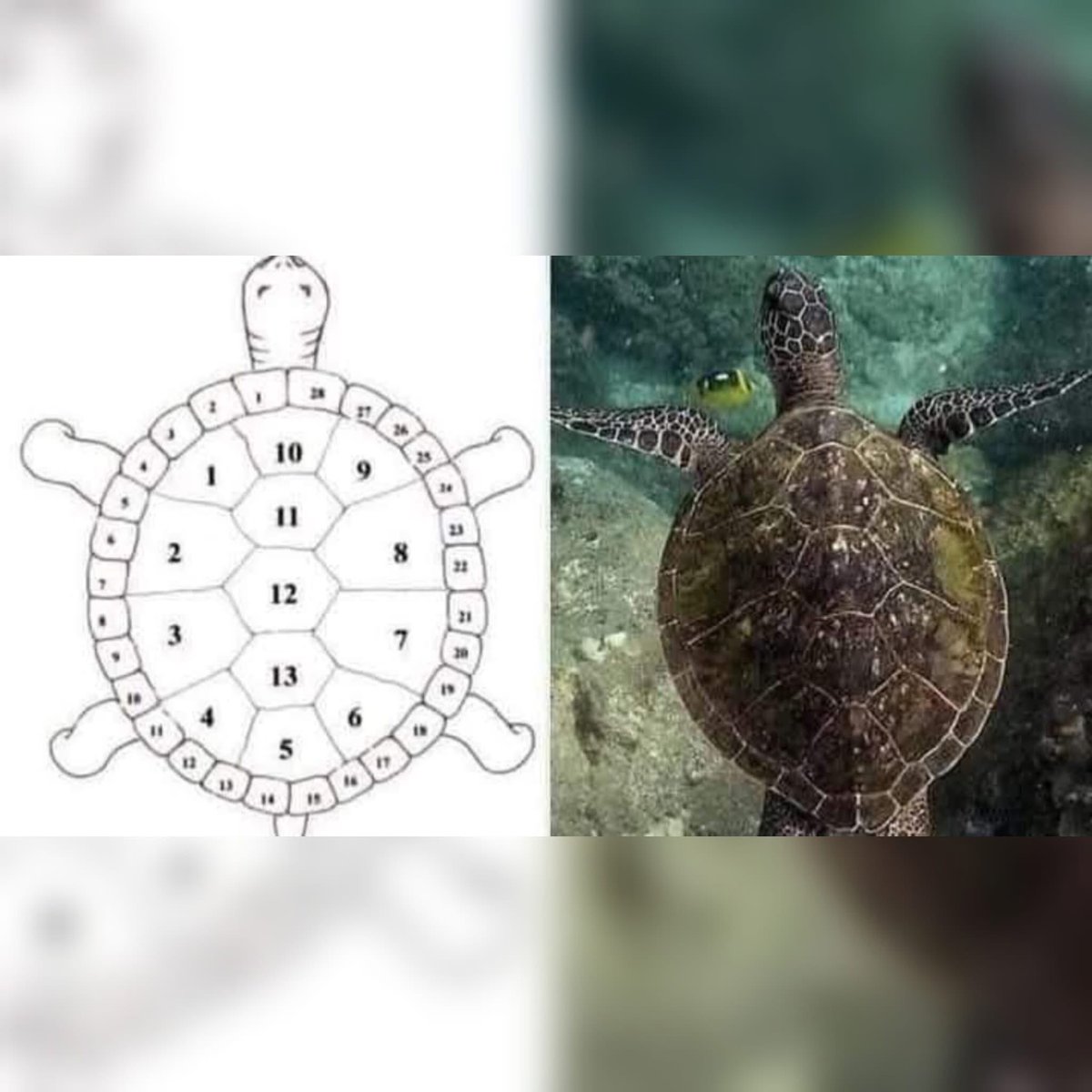 yvan_theriault's tweet photo. 13 lunes et 28 jours sur toutes les carapaces de tortues. Cela équivaut à 364 jours, plus un jour de repos.
 
Tous les peuples autochtones du monde connaissaient la sagesse de la tortue et suivaient un calendrier de 13 mois ; après tout, il y a 13 cycles lunaires par an et 27 à 29 jours par cycle.

 Tout autour de la carapace des tortues, il y a 28 petites scutelles, qui représentent le nombre de jours entre une pleine lune et la suivante. 

Les 13 grandes scutelles au centre représentent les 13 cycles lunaires. La tortue (mikinak ministik) occupait une place spéciale dans la culture des divers peuples autochtones. 

Le calendrier lunaire est l'une des origines du terme « ile de la Tortue ».

Via Ricardo Ruiz.