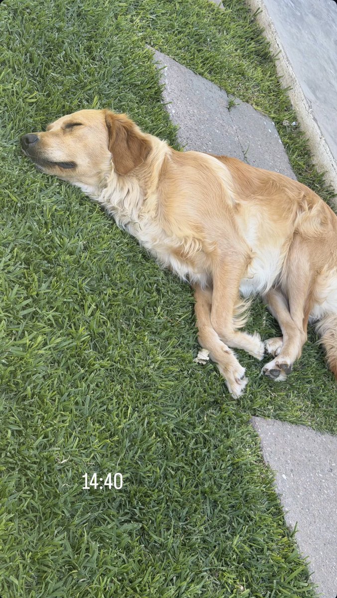 morabsources's tweet image. 🐶💤

📲 — Mora via Instagram Stories