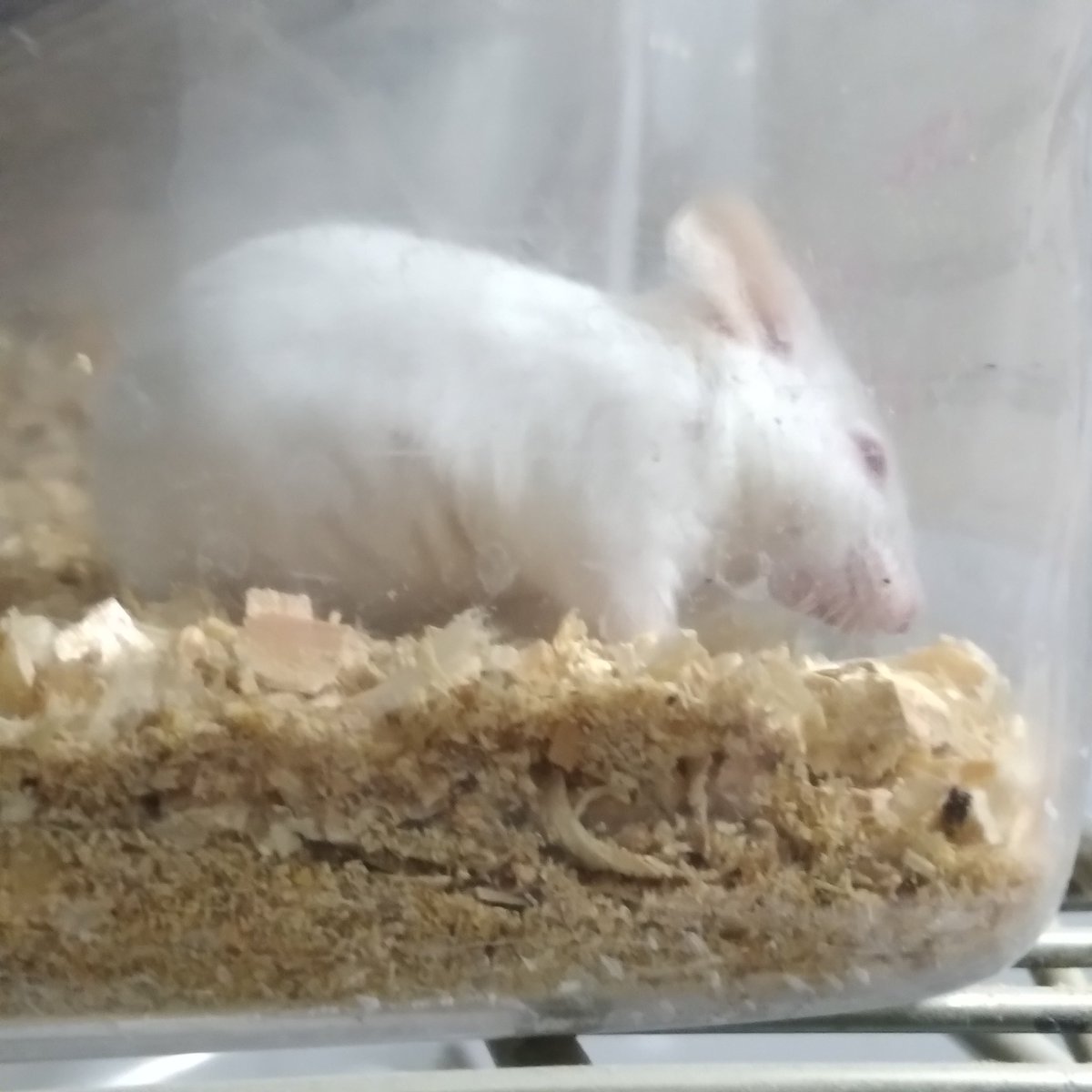 WritterOmegaAM's tweet image. Ellen Joe shiny 🐁