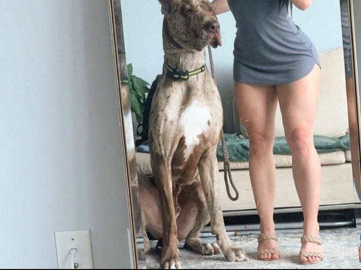 tranyslut's tweet photo. I guess you want to miss out 
Hurry up and make subscription to my vip zoo channels my link below 

https://t.co/PCI1xbRjpD

#zoo #servicedog #nsfw #paraphiletwt #LatestUpdates #California #meetup https://t.co/ZBr3CMsOcr