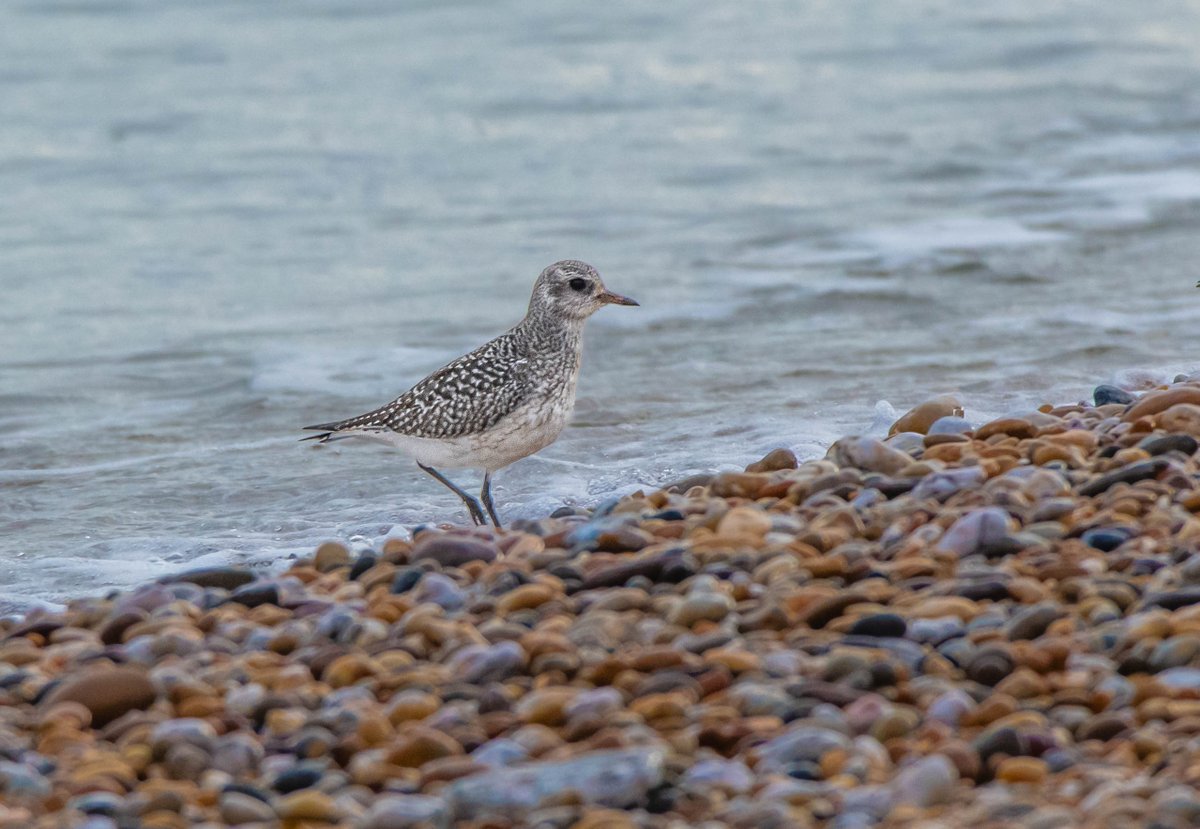 Slapton 23/11/25
5 Grey Plover &amp; 15 Dunlin on the beach 2 Great Northern Divers on the sea . Great White Egret and Juv White -fronted Goose on the Ley.