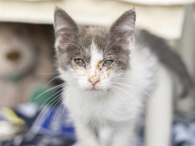 KelseyLee_D's tweet photo. Link is an incredibly sweet kitty who nonstop purrs! This sweet boy was rescued as an extremely sick stray (leading to his unique eyes) and is now looking for his forever home at @azhumane 😻 

#AdoptDontShop #fosterkitty https://t.co/rUohNBeQaB