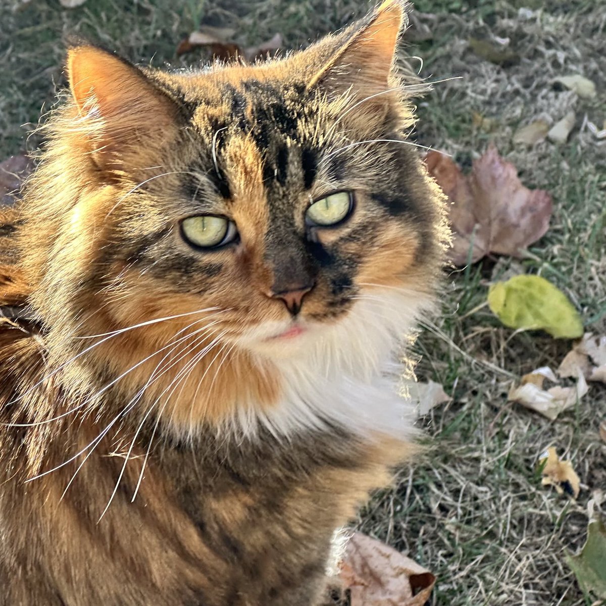 Hi pals! 😺☀️🍂