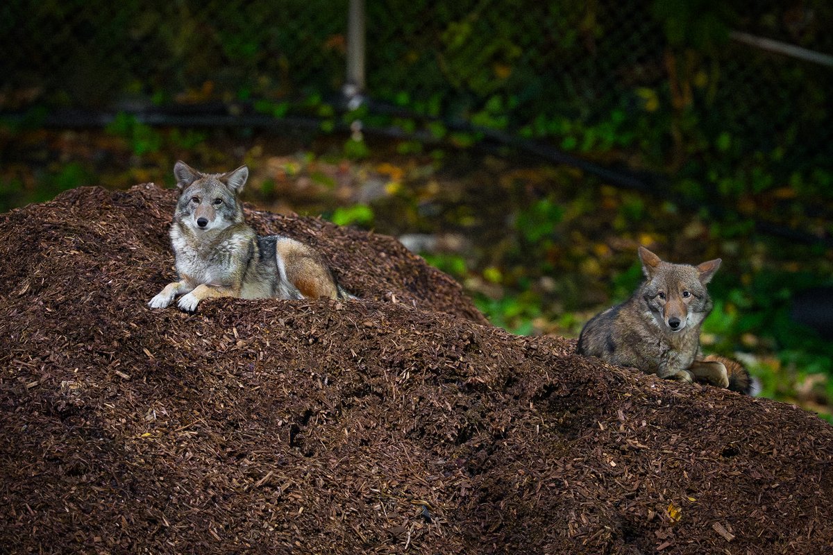 davidlei's tweet image. Romeo and Juliet the Central Park coyotes contentedly resting with each other earlier this year. Romeo is on the right and Juliet is on the left. Coyotes mate for life. These two have a strong bond and are almost always together. 🐺❤️🐺

Cont’d

#birdcpp #nature #wildlife