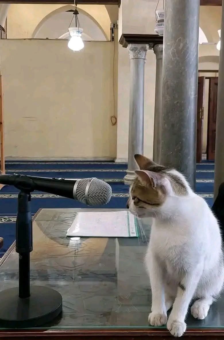 أيا معشرَ العزّابِ.. بِالله خبّروا 
إذَا حلَّ بَردٌ بالفتى، كيفَ يَصنعُ ؟!