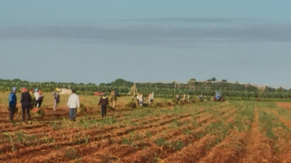 CavSusy's tweet image. Amplia jornada de trabajo voluntario en apoyo a la producción de alimentos y a las labores de limpieza e higienización de las comunidades y centros de trabajo en #CiegodeÁvila 
#LatirAvileño
