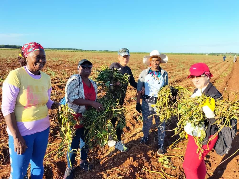 CavSusy's tweet image. Amplia jornada de trabajo voluntario en apoyo a la producción de alimentos y a las labores de limpieza e higienización de las comunidades y centros de trabajo en #CiegodeÁvila 
#LatirAvileño