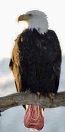 Elmer Snafu (@elmer4670) on Twitter photo 