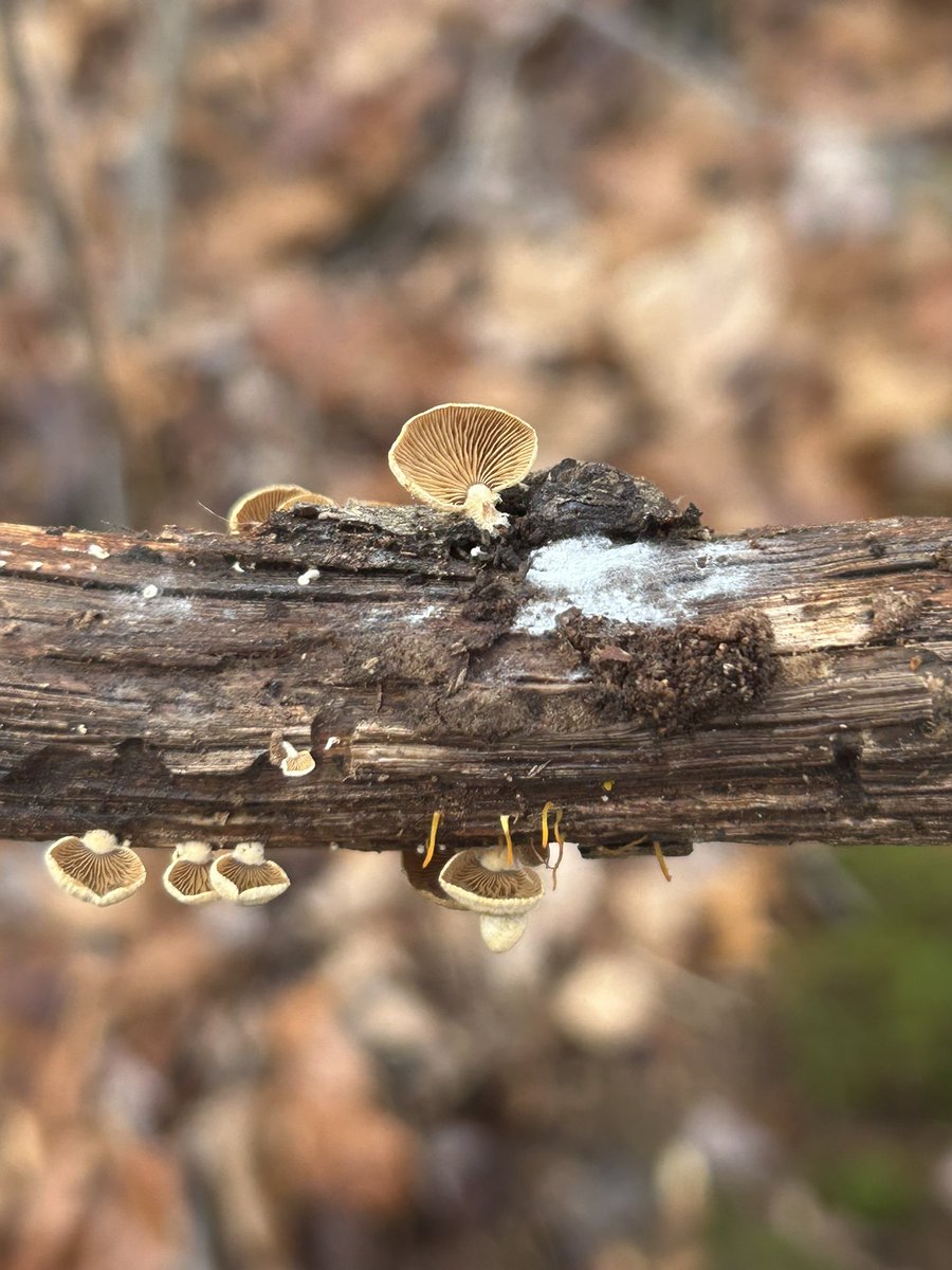 Essau1969's tweet image. #SundayFunday Last #Foray of the year today! LFG!!!!!!!!!!!!!!!!! 🥾🍄‍🟫👀💫