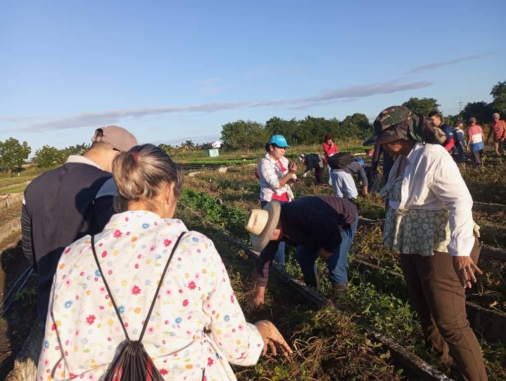 Comunidad universitaria de la <a href="/UnissJMarti/">Universidad de Sancti Spíritus José Martí Pérez</a> se sumó a jornada productiva efectuada este domingo en #SanctiSpíritusEnMarcha en recordación al primer trabajo voluntario convocado por el #Che #UnissNosUne  <a href="/CubaMES/">MES</a> <a href="/DeivyPrezMartn1/">Deivy Pérez Martín</a> <a href="/Edelvy5/">Edelvy</a> <a href="/Oliurca1/">Oliurca</a> <a href="/Ariadnavr2019/">Ariadna Veloso Rodríguez</a> <a href="/YaquedeCuba/">Yaquelin</a>