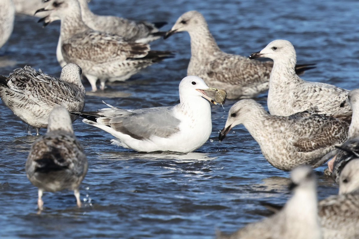 Cian Cardiff tweet media