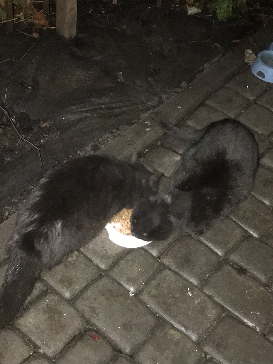 Вечеря вуличних котиків